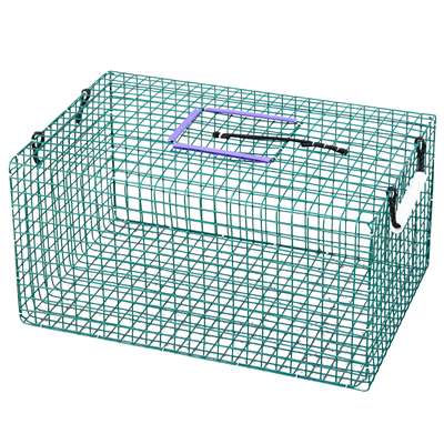 Frog Live Box
